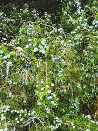 Flowers blooming on tree