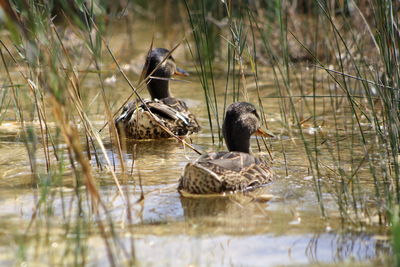 Two ducks swimming in lake