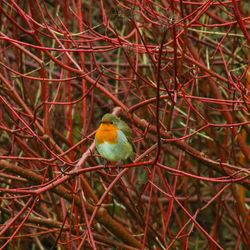 Close-up of bird perching on branch