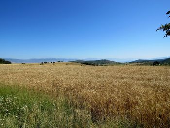 Scenic view of field against clear blue sky