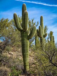 Cactus growing on field against sky