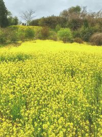 Scenic view of oilseed rape field