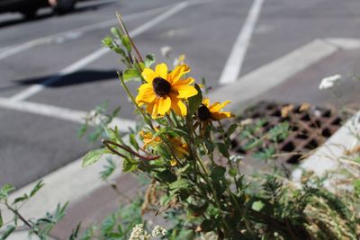 flowering plant