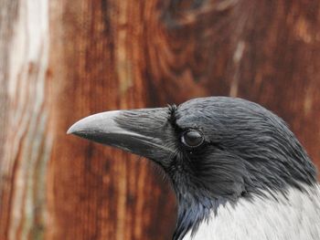 Close-up of a bird