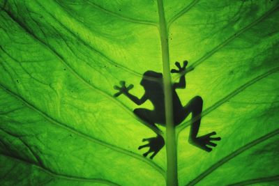 Close-up of insect on leaf
