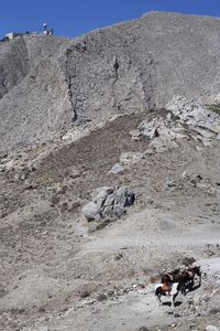 View of an animal on rock