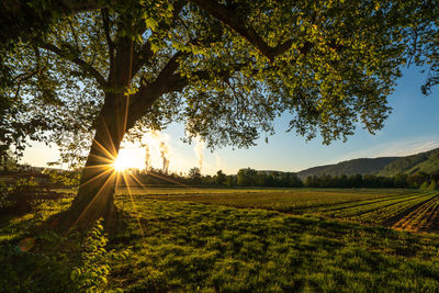 Sunlight streaming through trees on field against bright sun