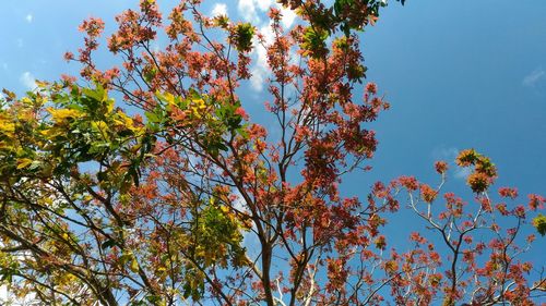 Low angle view of tree in autumn