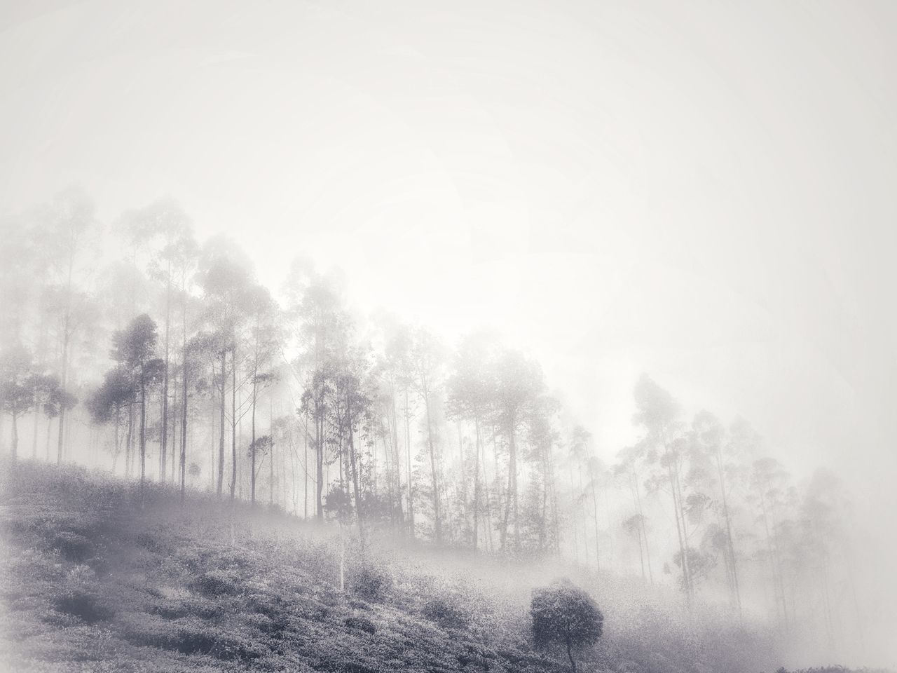 nature, fog, tree, mist, tranquility, tranquil scene, beauty in nature, scenics, landscape, no people, hazy, outdoors, day, forest, growth, cold temperature, sky