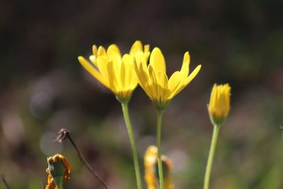 Close-up of yellow flowering plant on field