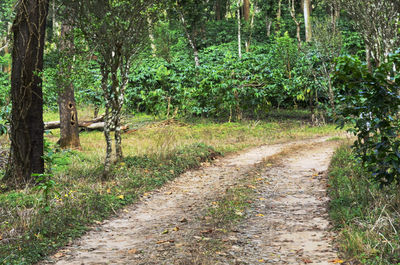Road amidst trees in forest