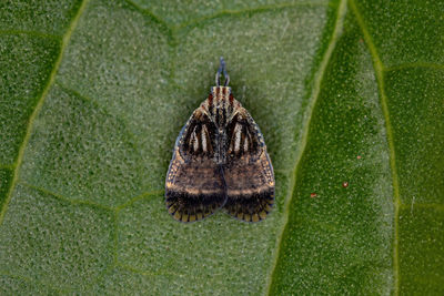 Close-up of insect on leaf