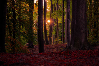 Sunlight streaming through trees in forest during autumn