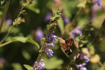 plant