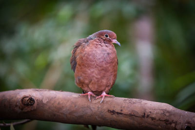 Close-up of bird perching on branch