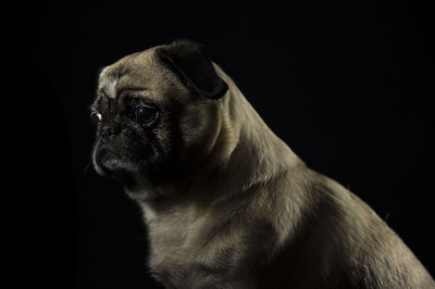 Close-up of dog sitting against black background