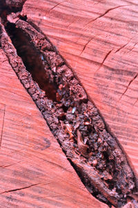 Macro shot of tree trunk