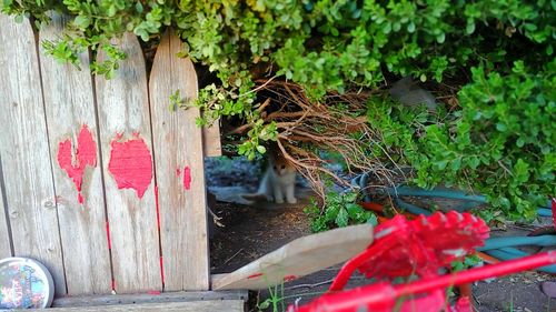 Potted plant by fence against plants in yard