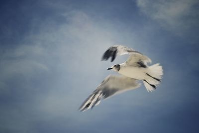 Low angle view of seagull flying against sky
