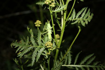 Close-up of fern growing on plant