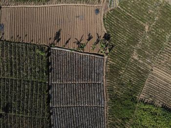 High angle view of vineyard