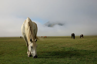 Cows grazing in field