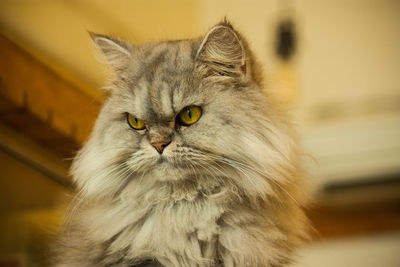 Close-up portrait of cat