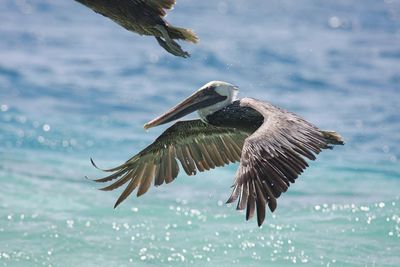 Close-up of bird flying over water