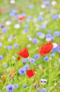 Close-up of purple flowers blooming in field