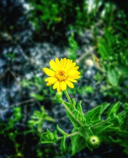Close-up of yellow flower
