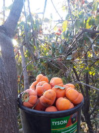 Fruits growing on tree