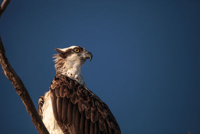 Low angle view of eagle against sky