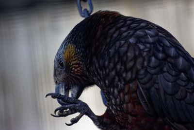 Close-up of a bird