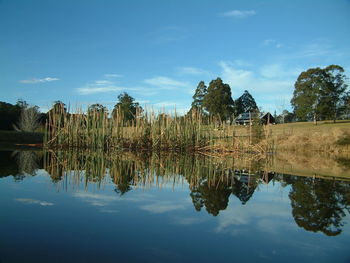 Reflection of trees in calm lake