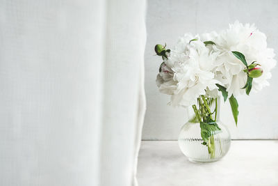 Depth of field bud of white wet peony in a stylish glass vase by the window. interior poster