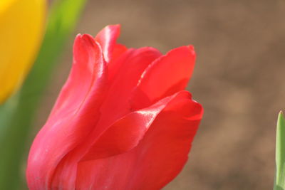 Close-up of red rose