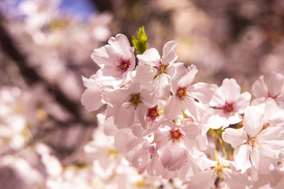 Close-up of cherry blossoms