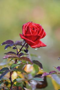 Close-up of raindrops on rose