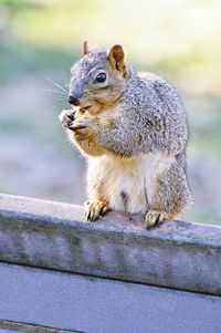 Close-up of squirrel eating food