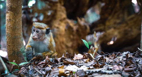 Close-up of monkey on tree