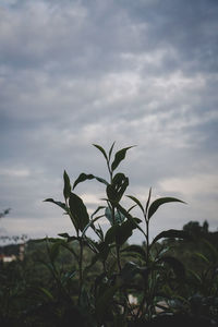 Close-up of flowering plant against cloudy sky