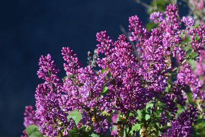 Close-up of purple flowers blooming on tree