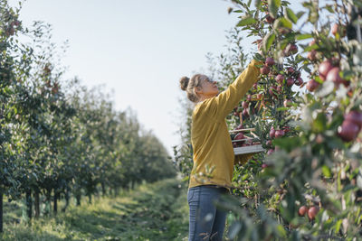 Young woman harvesting apples