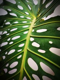 Close-up of raindrops on leaves