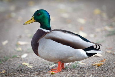 Close-up of a duck