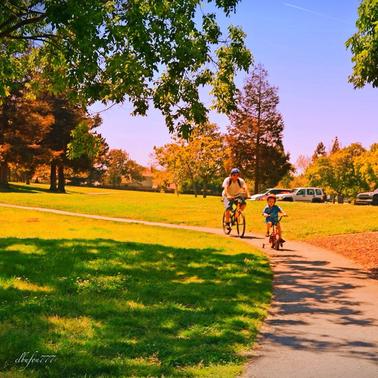 tree, grass, bicycle, leisure activity, men, lifestyles, park - man made space, shadow, field, park, full length, green color, transportation, growth, person, sunlight, grassy, walking, footpath