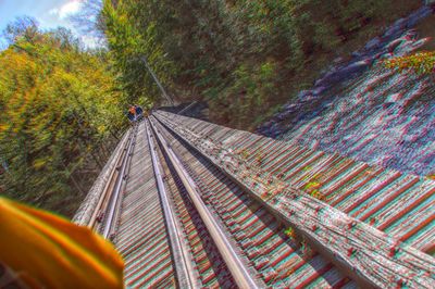 Railroad tracks amidst trees in forest