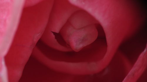 Close-up of pink rose