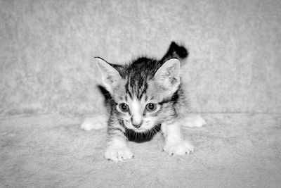 Portrait of cat sitting on floor