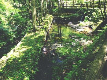 Scenic view of forest